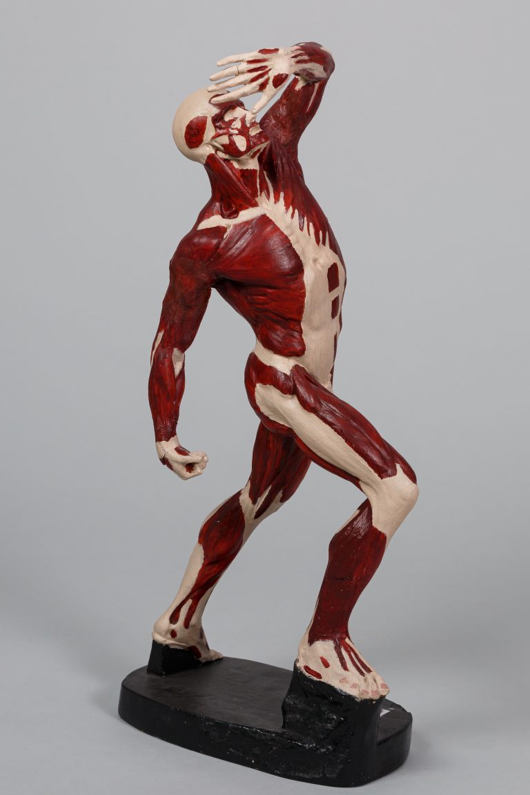 Anatomiczny_model_meski_z-ukladem_miesniowym_stojacy_2