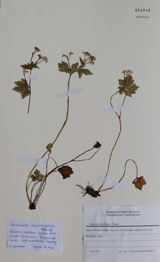 Karta-zielnikowa-z-Zielnika-Ogrodu-Botanicznego-627x1024-1