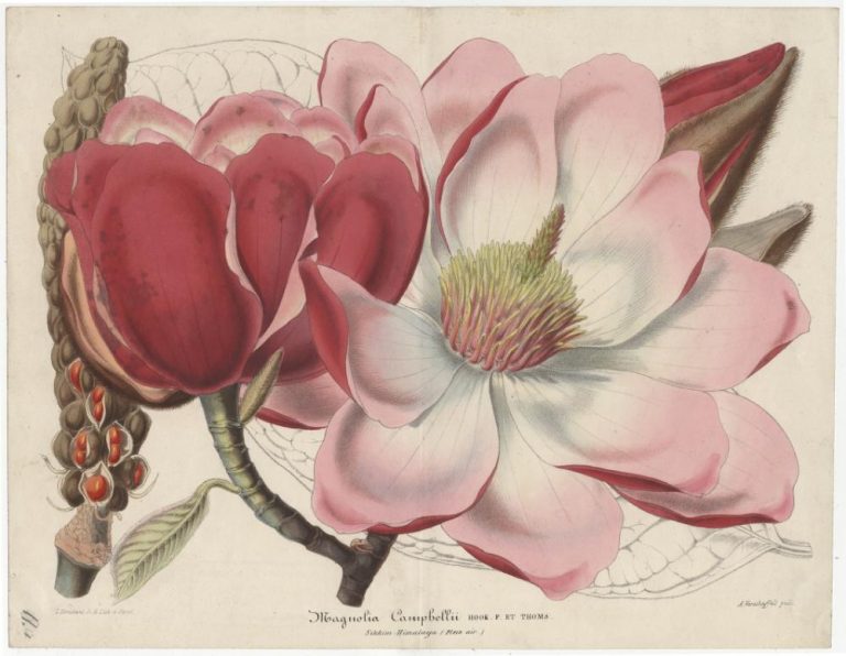 Rycina-z-kolekcji-Floratheca
