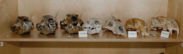 SGGW-osteo-obiekty_Strona_09-1024x303-1