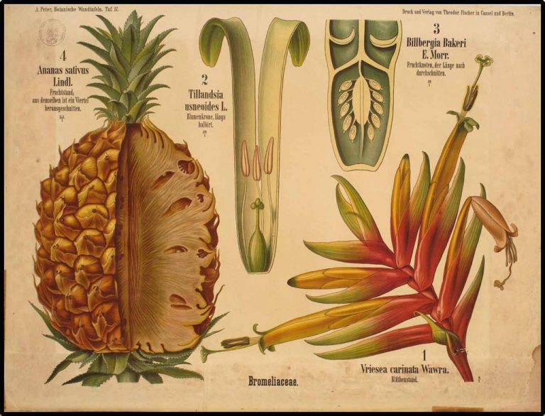 obiekt_5_ananas-1024x781-1